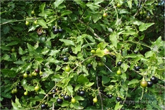 Jasminum malabaricum